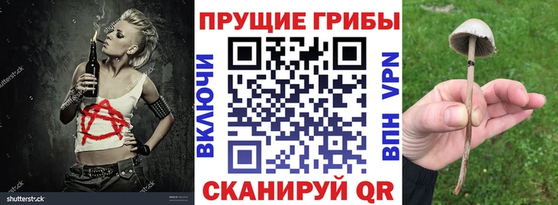 Купить  Кунгур  Галлюциногенные грибы Cubensis 